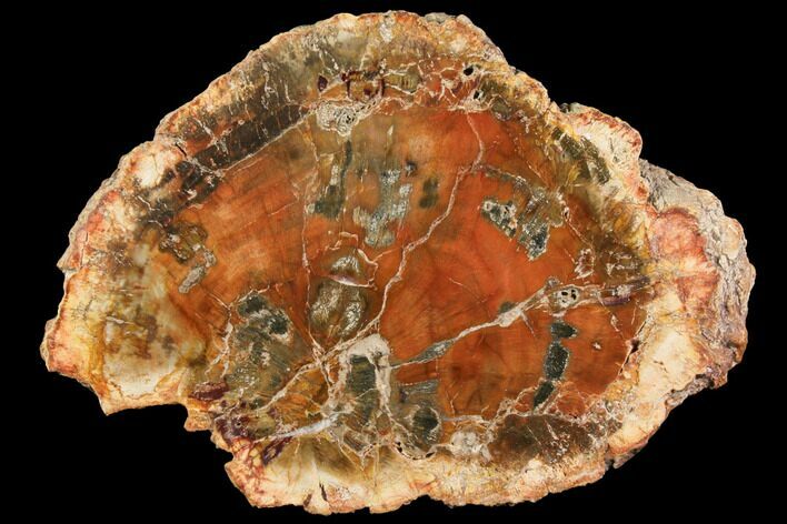 Petrified Wood (Araucaria) Slab - Madagascar #119475